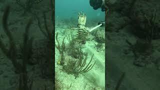 Catch and release! #lobstering #diving #lobster
