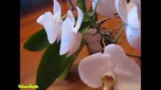 Как я заставила цвести орхидею. Phalaenopsis