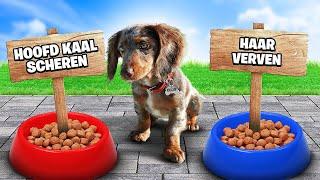 Mijn PUPPY OLLIE Bepaalt 24 UUR MIJN DAG!