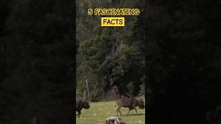 5 Fascinating facts about wolf #shorts #viral #animals #facts  @Dewansh2020