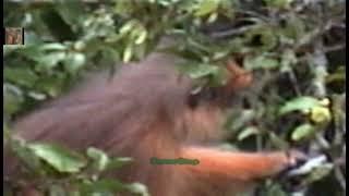 Simpai Monkey from Sumatra