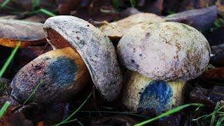 CampAesthetics 12.5 (Fungi & Bonus Footage) (Wild Camping UK)