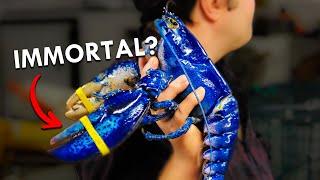 Are Lobsters Immortal?