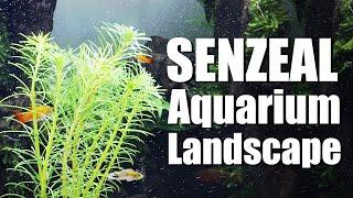AQUARIUM  AQUASCAPING SHOW (DIY Fish Tank) 2019 - from senzeal.com