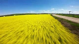 Rapeseed the way FPV O3