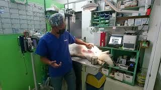 Crythorchid surgery??? Why your dogs need surgery...