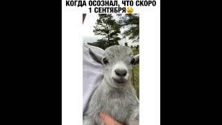 Угар!!! Смешной козлёнок орёт 