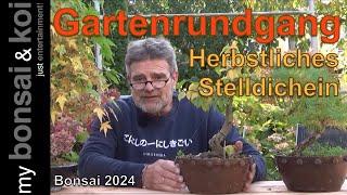 Bonsai 2024-64 - Gartenrundgang - herbstliches Stelldichein