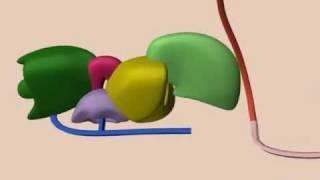 mRNA Splicing