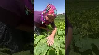 Eltişkolarına topluyor