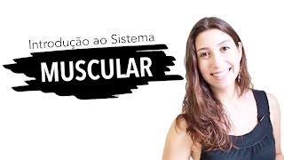 Sistema Muscular 1/6: Introdução | Anatomia e etc