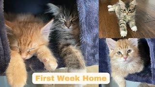 Siberian Kittens' First Week Home