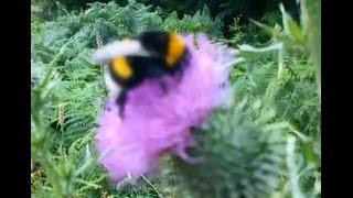 Natur I