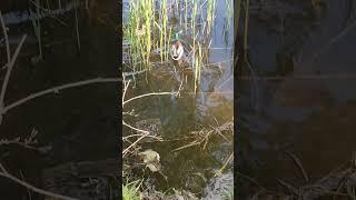 DUCKS #shorts