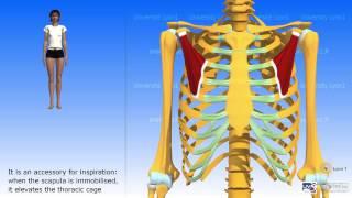 The pectoralis minor