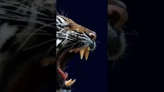 Scary tiger roar sound,#youtube,#shortvideo ,#shortvideo,#subscribe