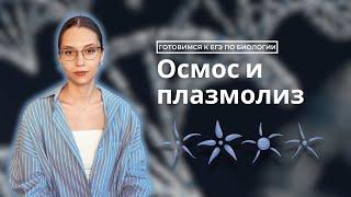 Осмос и осморегуляция. Готовимся к ЕГЭ по биологии.