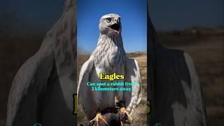 Animals that can see what humans never will. #animals #shorts