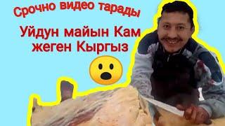 Май жеген Кыргыз! Май жегич.Малдын майын жеп салды