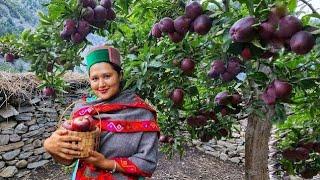 ||Apple Season(Apple Barfi Recipe)In Kinnaur HP||