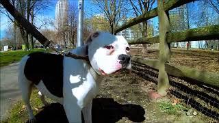 An American Bull Dog with Fear, Nervousness and Anxiety Issues (Dog Aggression from Fear)