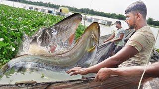 Asian Country Fishing | Most Popular Cast Net Fishing in Village #asia #india #world_fish_lover