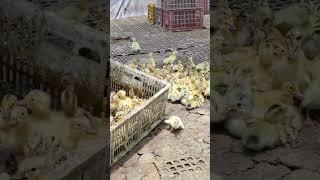 #duck #farmer #duckfarming #factory #animals #shorts