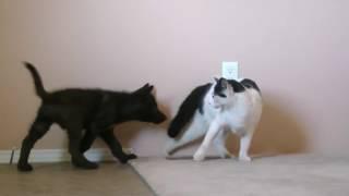 Cat vs. Wolf (CAT MEETS A WOLF PUP)