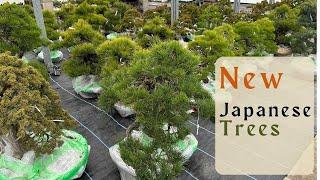 NEW Japanese Trees Arrived at Herons