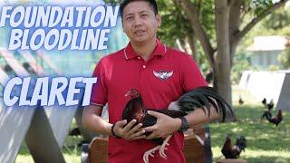 Claret : The 4 Foundation Bloodlines Part 4