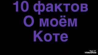 10 фактов о моём коте