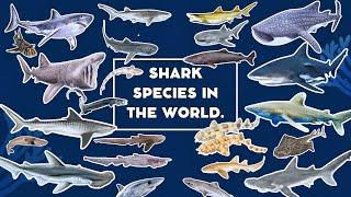 Shark Species In The World | Learn About Shark Species | Safeguard Shark Species Around The World