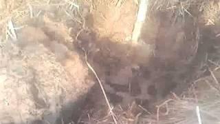Клад пятаков.3gp