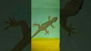 lizard video #big lizard #chhipkali video #gecko video #big lizard video #big chhipkali video#lizard
