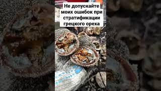 Не допускайте моих ошибок при стратификации грецкого ореха