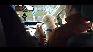 DRIVING MISS DAISY