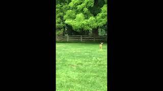 Deer friends and flowers in Bloom in Mom’s Garden