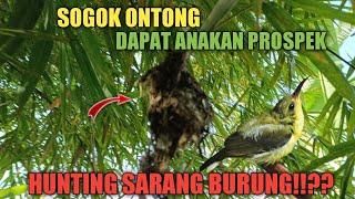 ngebolang mencari sarang burung SOGON || akhinya menemukan anakan nya!!??