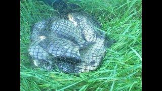17 лет хранил секрет  Рыболовной насадки ЛИПУЧКА --на карася и карпа.