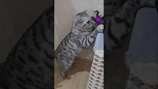 Melisa️️️️#красиваякошка #melisa#shortvideo #cat #моякошка #shorts #милота #кошка