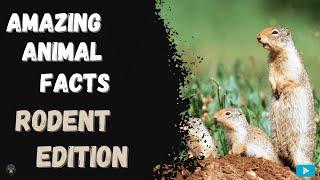 Amazing Animal Facts - Rodent Edition