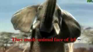 They Made Animal Face Off IRL 