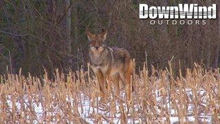 Coyote Hunting with AR-15: Corn Stalker (D