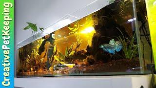 12 gallon long WILD BETTA TANK | Bookshelf Aquarium