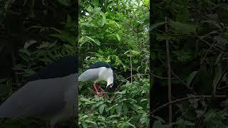 Bird wildlife at Avian flooded foest 14#birds