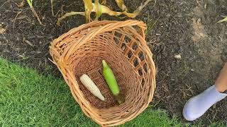 Harvest of Silver Queen Corn and Popcorn