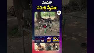 మనిషితో నెమళ్ల స్నేహం