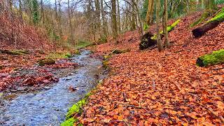 Pleasant sound of a stream for calming nerves, relaxation and sleep. Fall asleep quickly. Relaxation