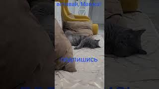 Так и не искупала! #Маша #АдияиЖания #cat #animalcat #котики #shorts