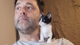 The kitten was abandoned on the side of the road. The story of a kitten named Rocky